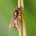Platycheirus clypeatus group, hoverfly, male, Alan Prowse